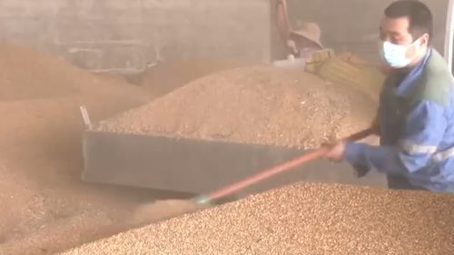 不符合食品卫生指标的受损小麦如何收购,怎么处置